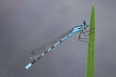 Enallagma annexum