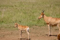 Alcelaphus buselaphus cokii