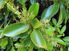 Griselinia lucida