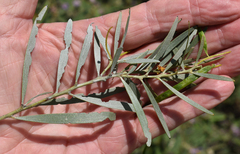 Acacia leptostachya