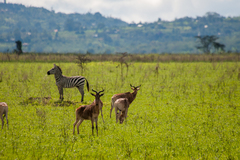 Alcelaphus buselaphus cokii