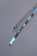 Enallagma annexum