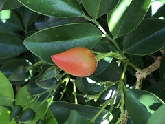 Murraya omphalocarpa