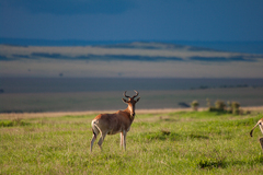 Alcelaphus buselaphus cokii