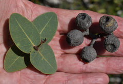 Corymbia setosa