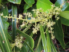 Griselinia lucida