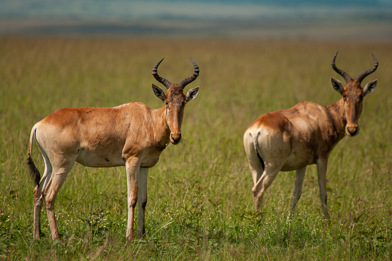 Coke’s hartebeest, Mara, Kenya, photographed by Adam Mallon