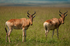 Alcelaphus buselaphus cokii