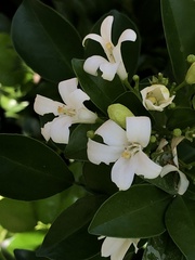 Murraya omphalocarpa