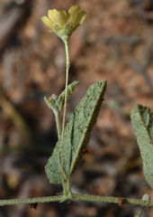 Sida fibulifera