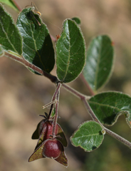 Dodonaea dodecandra