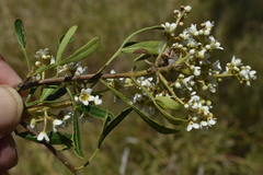 Flindersia dissosperma