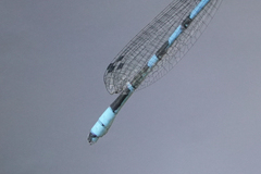Enallagma annexum