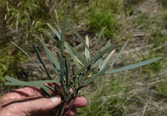 Acacia argyrodendron