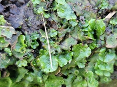 Marchantia polymorpha