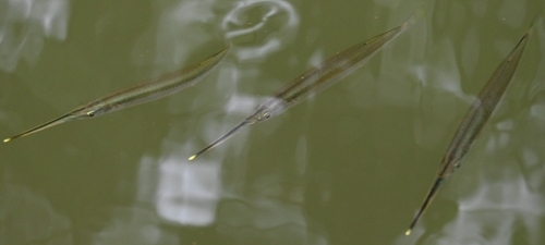 Buffonis halfbeak (Zenarchopterus buffonis) — Zenarchopteridae — 5