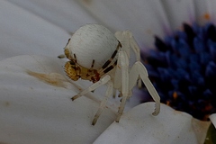 Zygometis xanthogaster