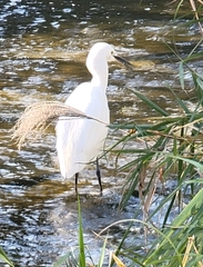 Egretta garzetta