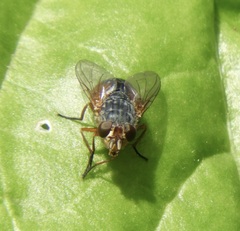 Calliphora stygia