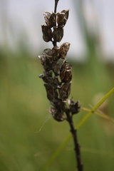 Pedicularis lanceolata