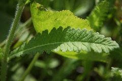 Pedicularis lanceolata