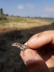 Psammodromus occidentalis