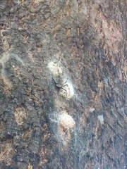 Herennia multipuncta