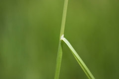 Poa palustris
