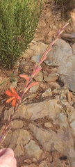 Watsonia angusta