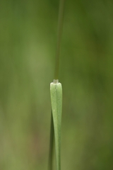 Poa palustris