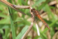 Diplacodes melanopsis