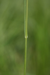 Poa palustris