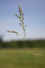 Poa palustris