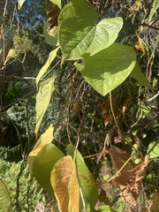 Dioscorea bulbifera