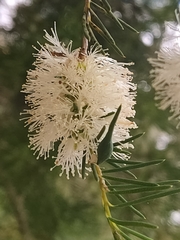 Melaleuca rhaphiophylla