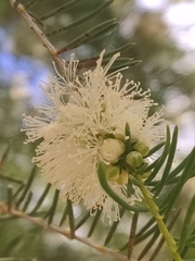 Melaleuca rhaphiophylla