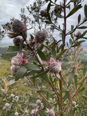 Leucadendron conicum