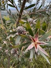 Leucadendron conicum