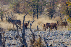 Alcelaphus buselaphus caama