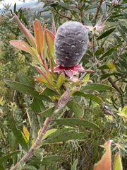 Leucadendron conicum