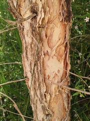 Melaleuca rhaphiophylla