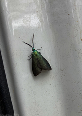 Pollanisus viridipulverulenta