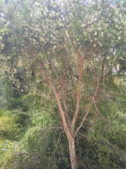Melaleuca rhaphiophylla
