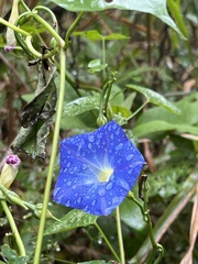 Ipomoea tricolor