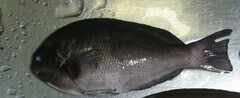 Girella punctata
