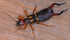 Anechura bipunctata