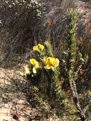 Aspalathus shawii shawii