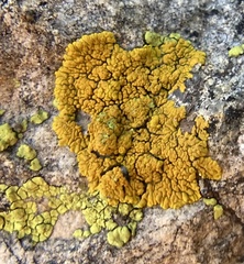 Polycauliona impolita