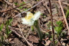 Pulsatilla