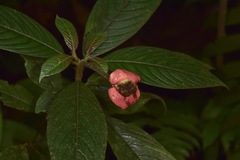 Palicourea tomentosa